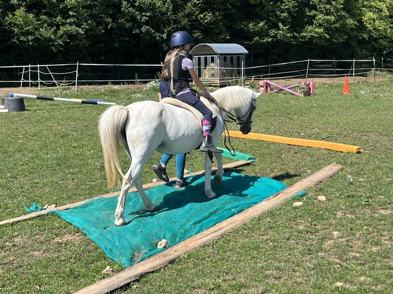 British Riding Pony