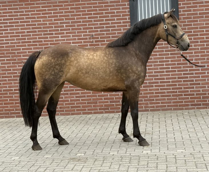 Connemara Pony