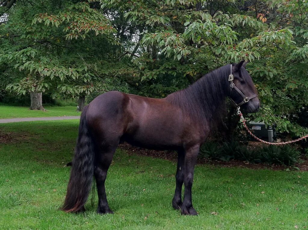 Dales Pony