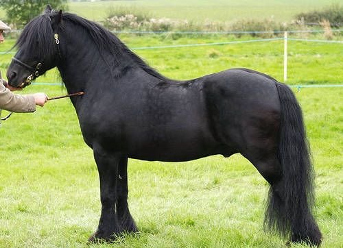 Fell Pony