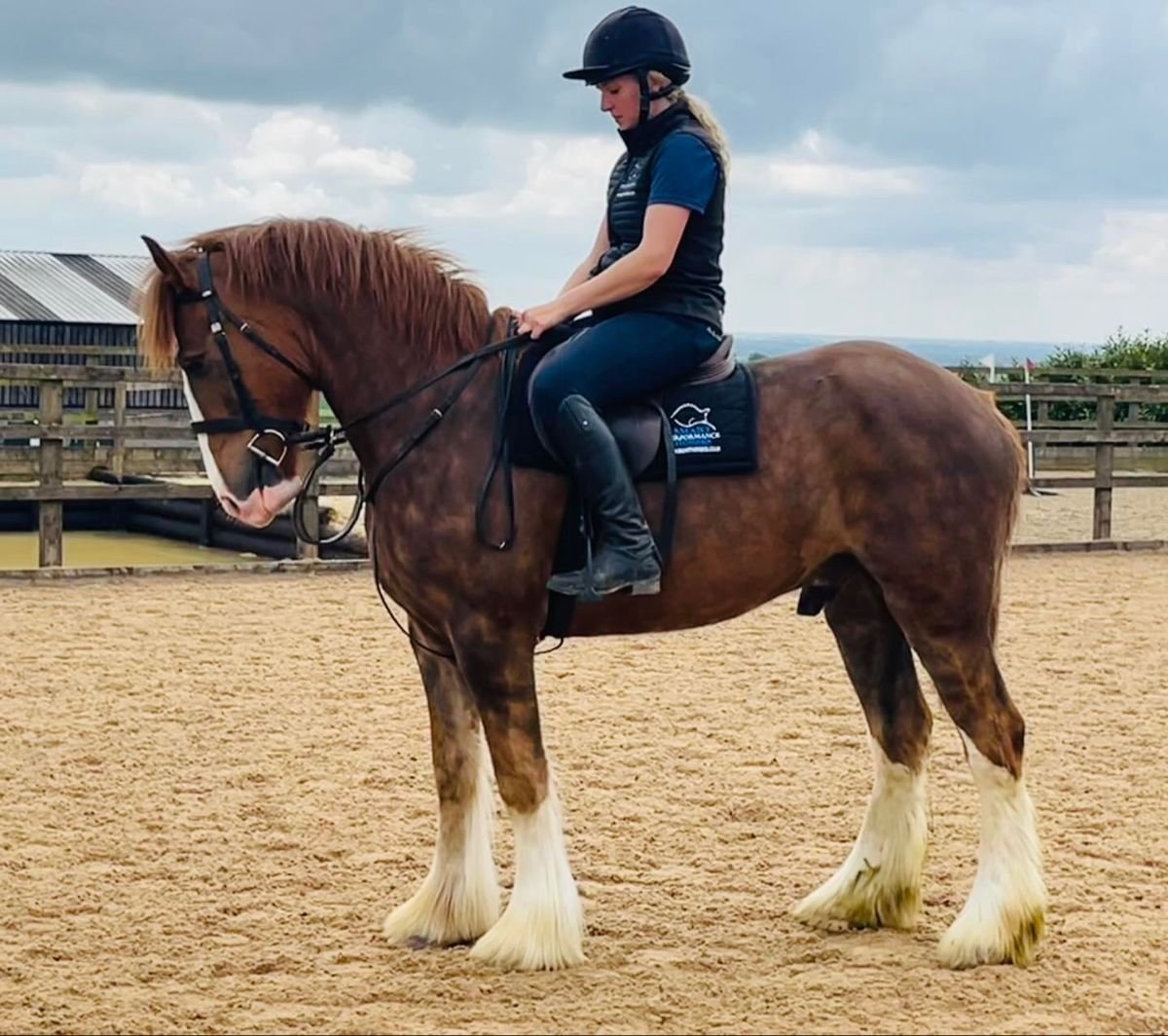 German Riding Pony