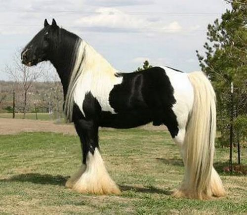 Gypsy Vanner