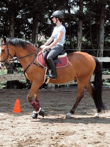 New Forest Pony