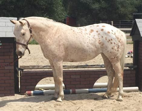 Pony of the Americas