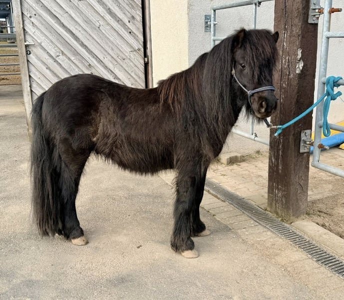Shetland Pony