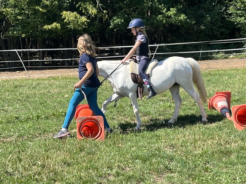 British Riding Pony for Sale