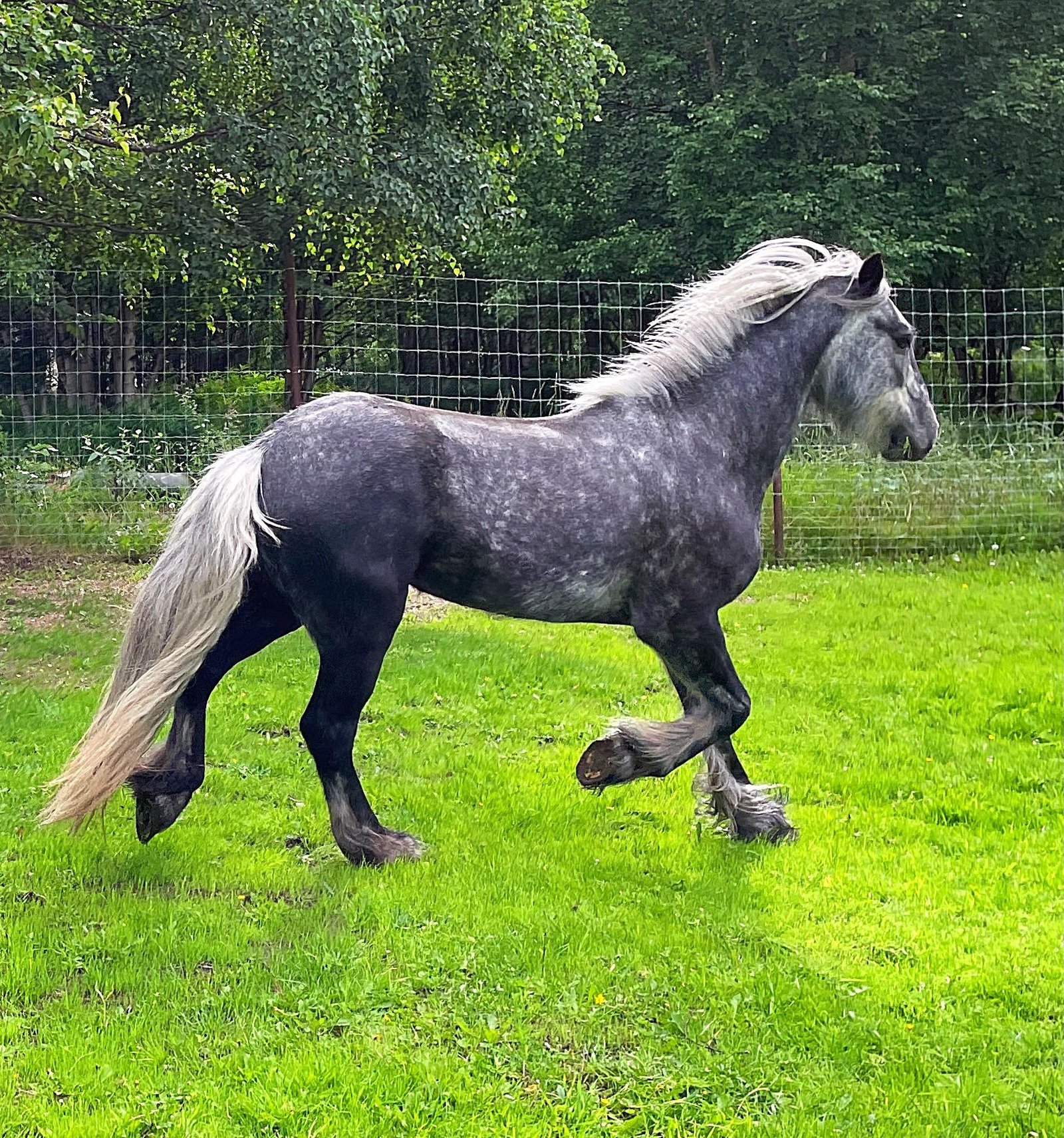 Dales Pony for Sale