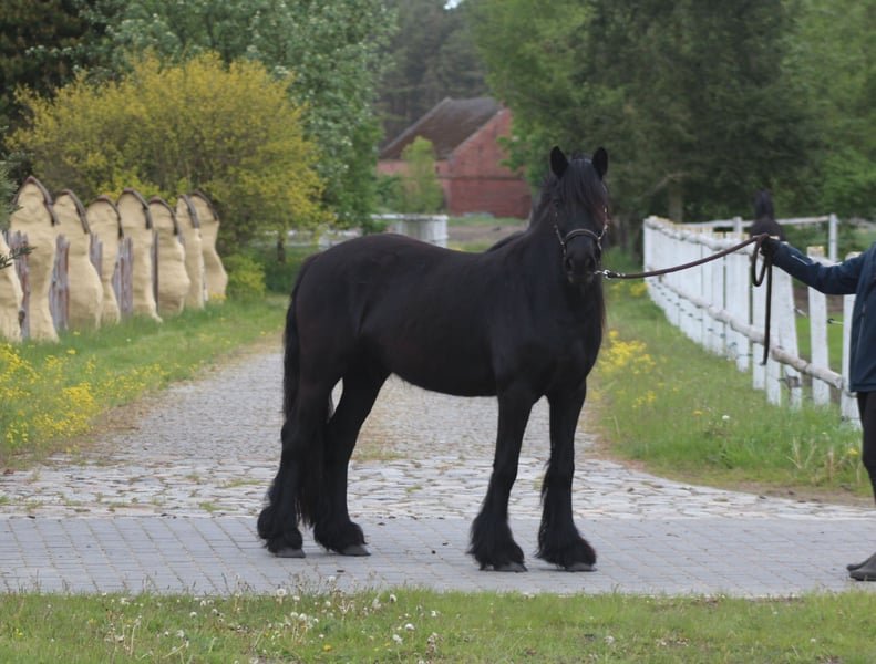 Fell Pony for Sale