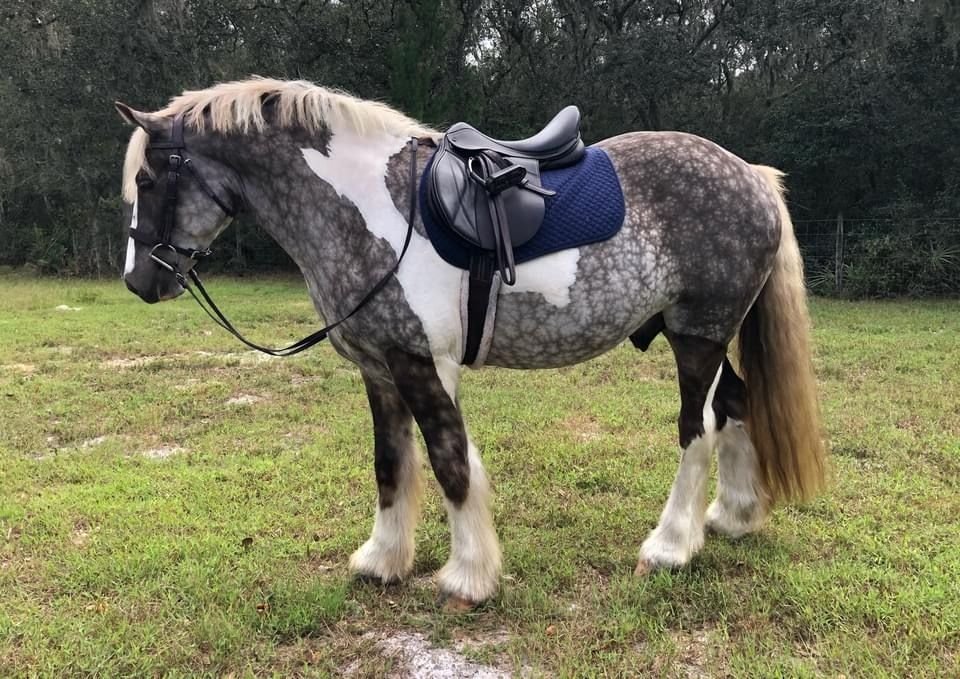 German Riding Pony for Sale