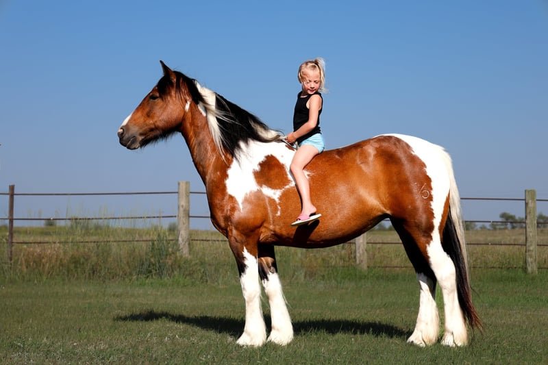 Gypsy Vanner Cross Pony for Sale