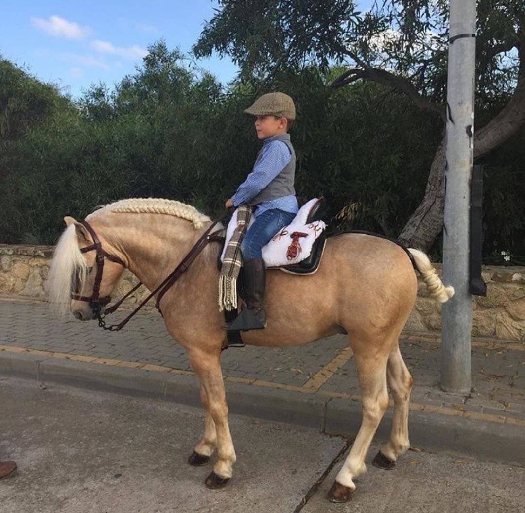 Haflinger Pony for Sale Texas