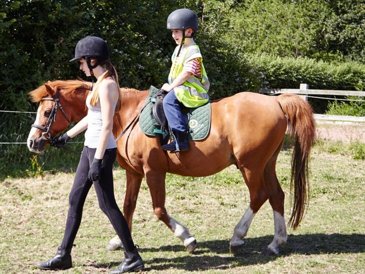 New Forest Pony for Sale