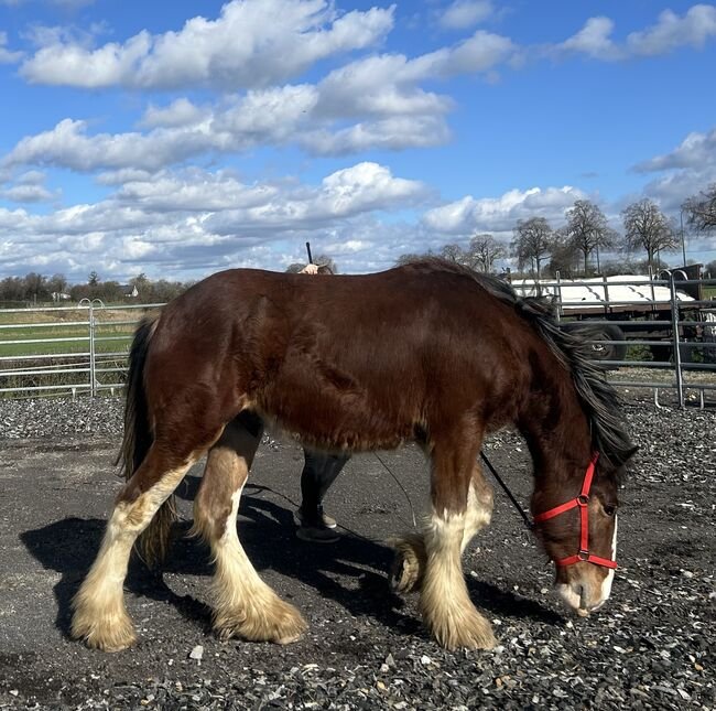 Pony of the Americas for Sale