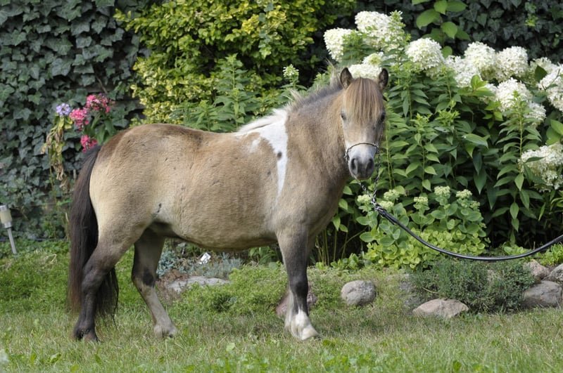Bombproof Shetland Pony for Sale